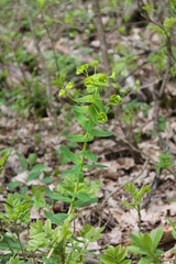 Euphorbia condylocarpa