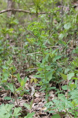 Euphorbia condylocarpa