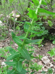 Euphorbia condylocarpa