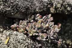 Crassula brevifolia