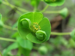 Euphorbia condylocarpa