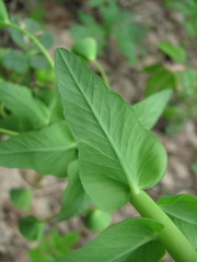 Euphorbia condylocarpa