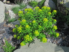 Euphorbia eugeniae