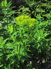 Euphorbia eugeniae
