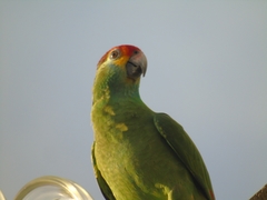 Amazona rhodocorytha