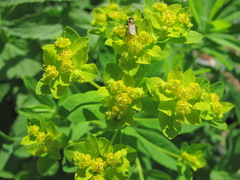 Euphorbia eugeniae