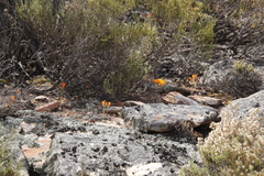 Ornithogalum maculatum