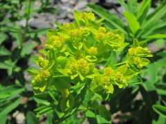 Euphorbia eugeniae