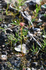 Rumex acetosa pseudoxyria