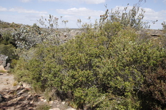 Phylica oleifolia