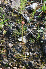 Rumex acetosa pseudoxyria