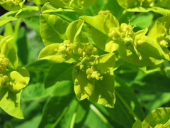 Euphorbia eugeniae