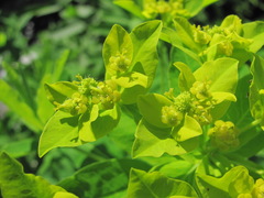 Euphorbia eugeniae