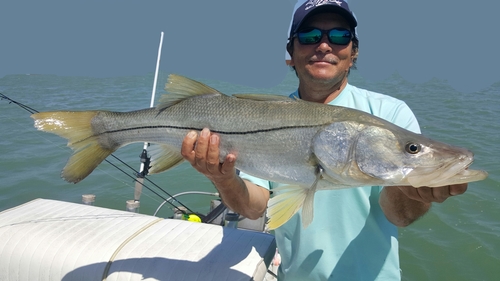 Common Snook