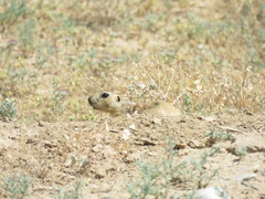 Spermophilus fulvus