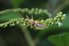Ploeogaster