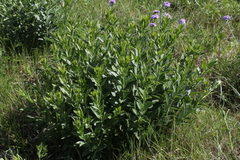 Ditaxinae