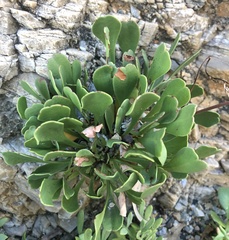 Limonium emarginatum