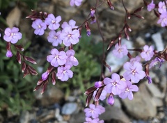 Limonium emarginatum