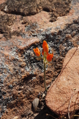 Ornithogalum maculatum