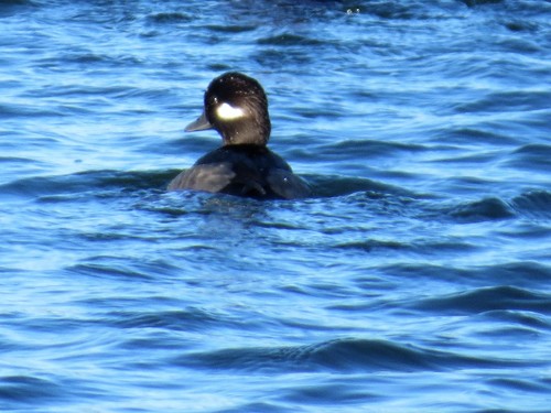 Bucephala albeola image