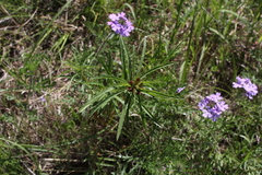 Calylophus