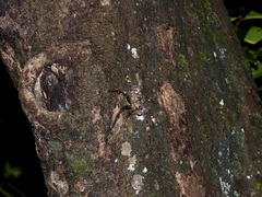 Heteropoda lunula