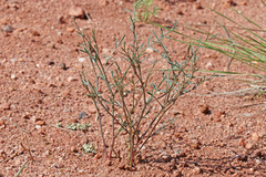 Astragalus convallarius