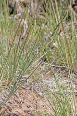 Astragalus convallarius