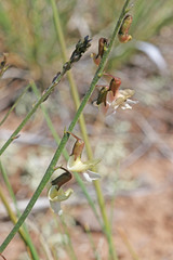 Astragalus convallarius