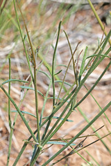 Astragalus convallarius