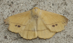 Eupterote bifasciata