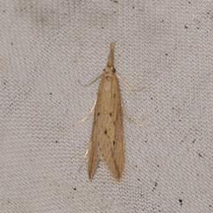 Donacaula longirostrallus