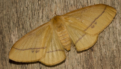 Eupterote bifasciata