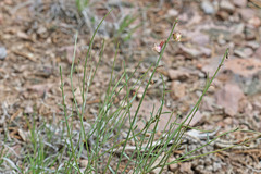 Astragalus convallarius