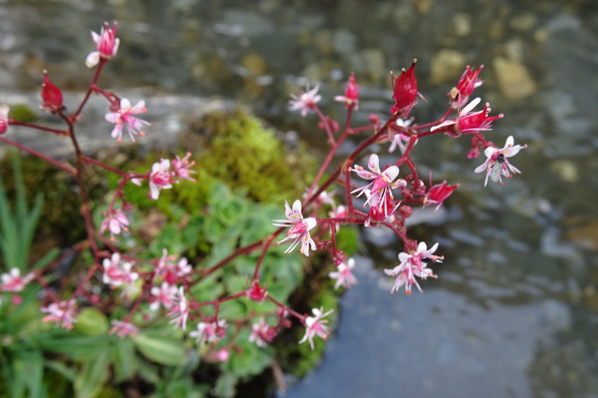 Saxifraga umbrosa
