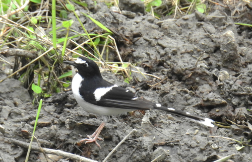 Black-backed Forktail (Enicurus immaculatus), photo 9