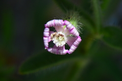 Silene bellidifolia