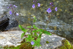 Veronica ponae