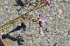 Silene bellidifolia