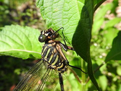 Ictinogomphus regisalberti