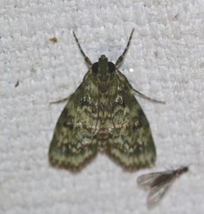 Stericta bryomima