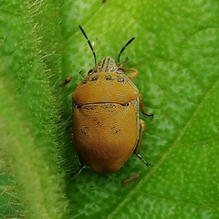 Orsilochides leucoptera