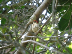 Machaeropterus regulus