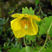 Himalayan Woodland Poppy - Photo (c) Suresh Ghimire, some rights reserved (CC BY-NC), uploaded by Suresh Ghimire