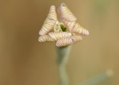Silene chlorifolia