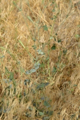 Silene chlorifolia