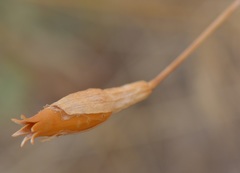 Silene chlorifolia