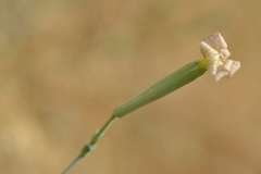 Silene chlorifolia