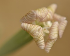 Silene chlorifolia